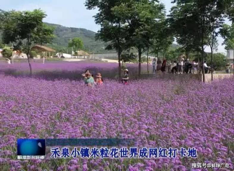 蚌埠:禾泉小镇米粒花世界成网红打卡地