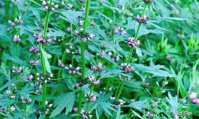 农村常见的一种草,经常花繁叶茂,招蜂引蝶,入药呵护女人健康