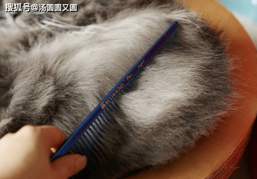 最后,如果是长毛猫的话每天都要梳理毛发,短毛猫可以两天梳理一次.