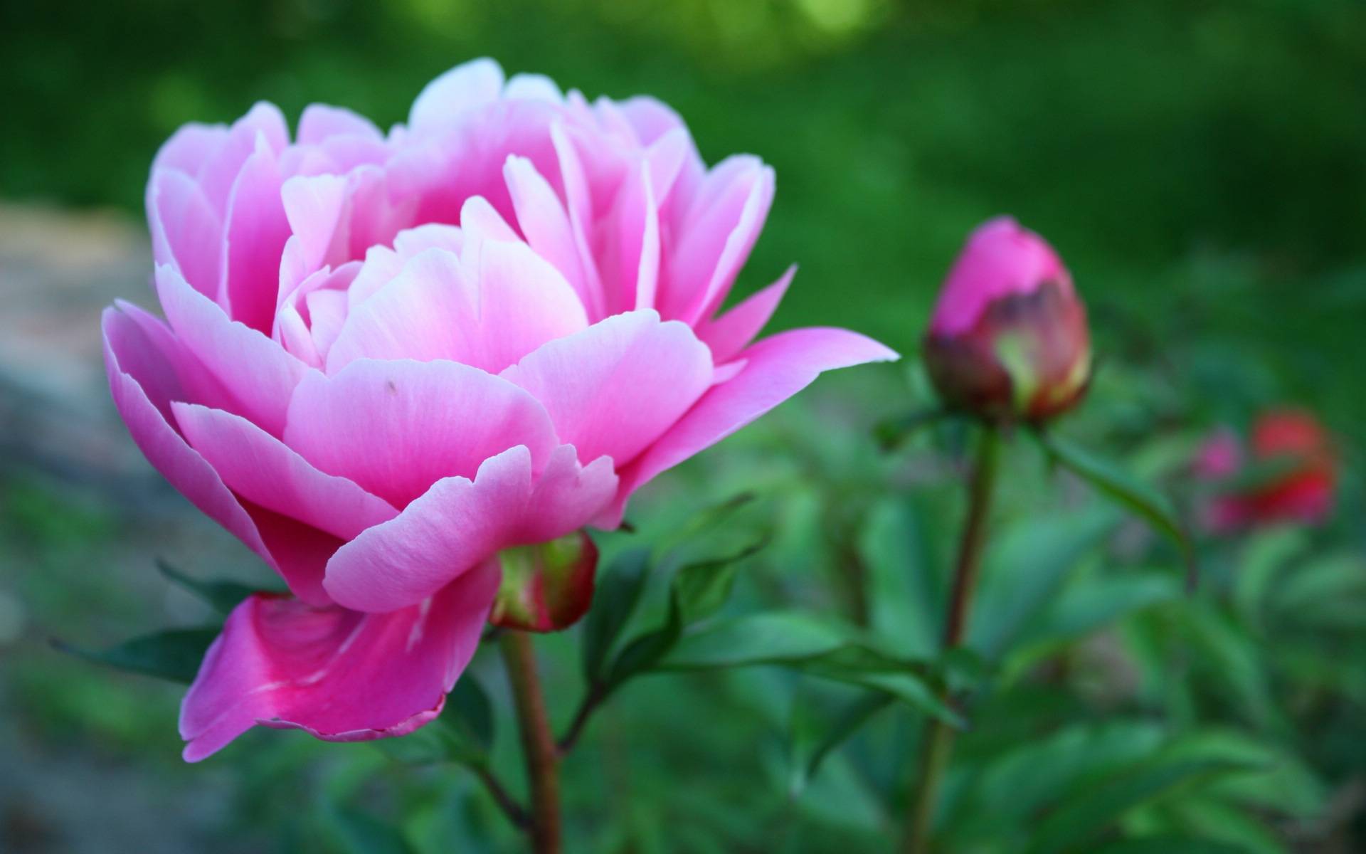 什么花适合室内养开花多 0a4dc526c616418f926d889dc3cd81fe.jpeg