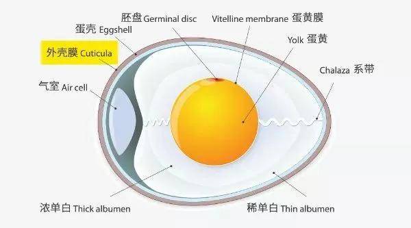 用鸡蛋滚身体什么原理_撞伤后用鸡蛋滚有用吗(3)