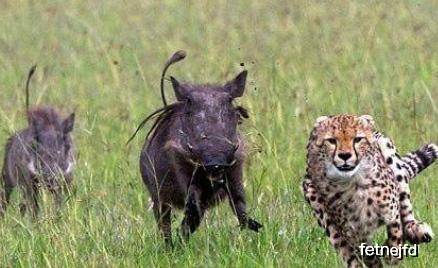 人能打过野猪吗 60f3ea5631b04f15b94aac18d51ce97d.jpeg