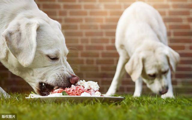 狗狗最爱吃的6种食物主人要注意了不能给它多吃