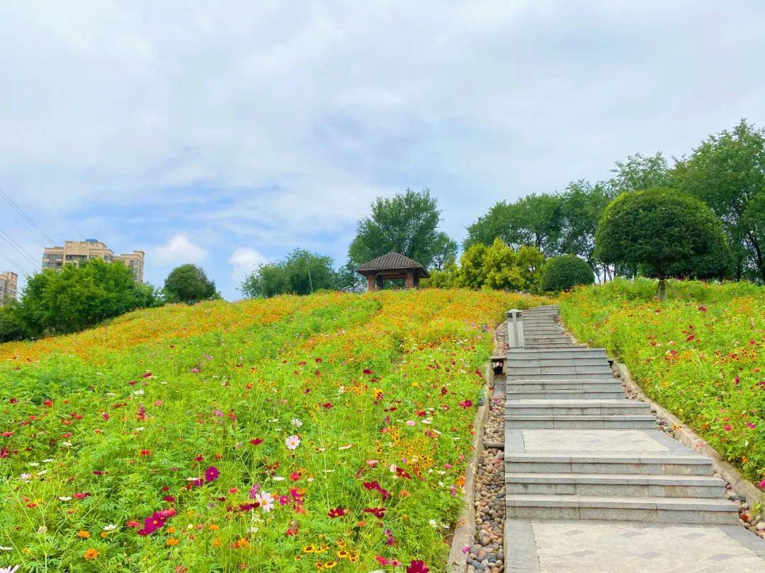 原创新发现!重庆10000㎡花海开好了,公交直达免费耍