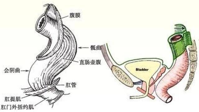 「星医百」一条罗非鱼游进肛门?医生:直肠不直,进去容易出来难