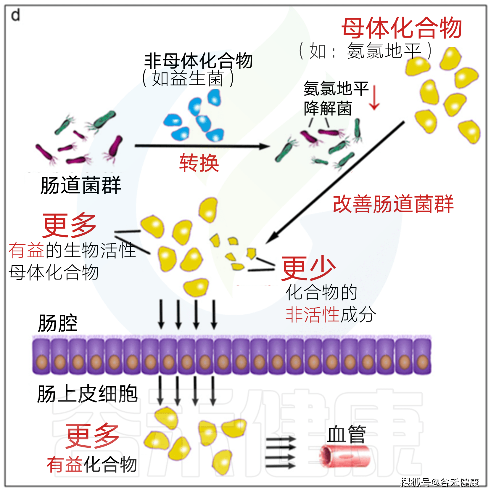 抑制降解生物活性母体药物的肠道细菌的有效方法可能增加这些药物的