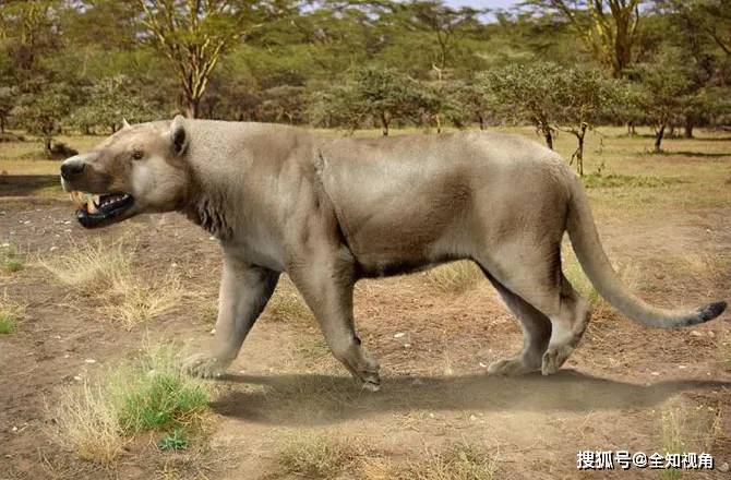 伟鬣齿兽(学名:megistotherium osteothlastes),也叫碎骨大鬣兽,属于