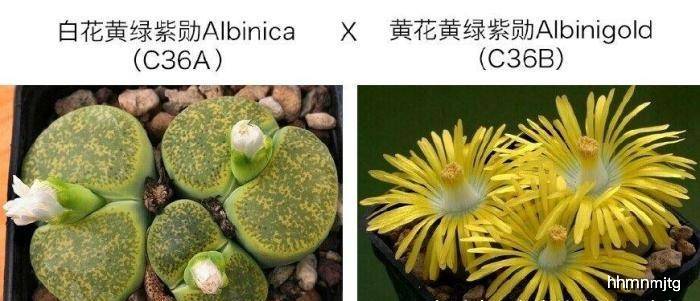 生石花开花会开多久 9fc07faa4ace49899e7e09f322a768e3.jpeg