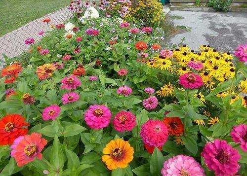 什么时候种花籽最好 e50019cfe4e047a3bcadc4f2c24574f1.jpeg