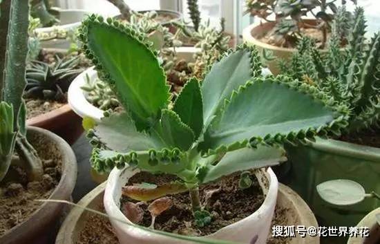 多肉怎样施肥施磷酸二氢钾 d451bb1d3bae414c85fe4844514bf816.jpeg