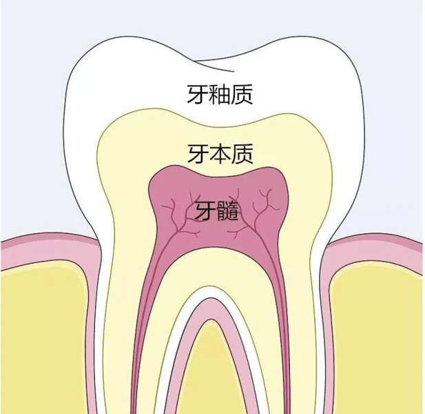 【福州】牙齿的保护伞—牙釉质