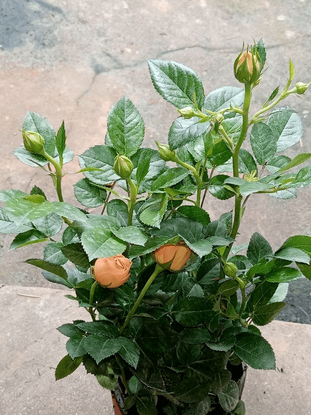 花友|那是因为没注意4点,现在学还来得及买回家的花总消苞