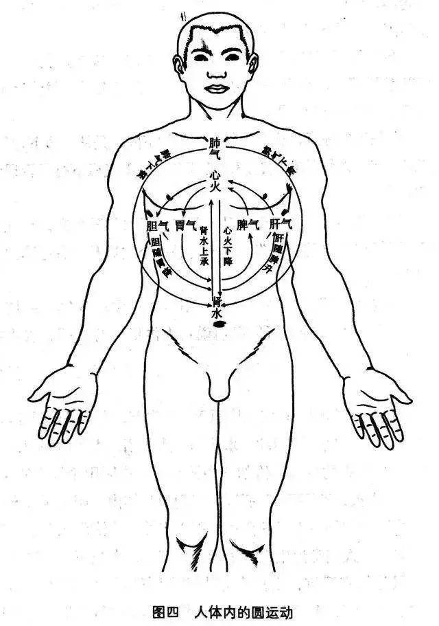人体之气的圆运动