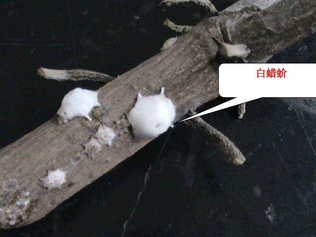白蜡蚧10,其它虫害:女贞卷叶绵蚜发生,于4月上旬喷洒冠呀1000倍液或八