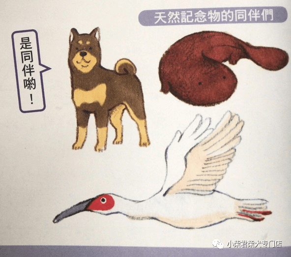 血統(tǒng)|為什么柴犬是日本天然紀(jì)念物