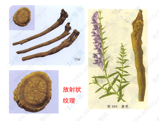 执业中药师考点速记二