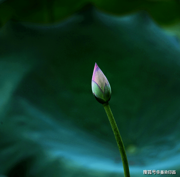 含苞待放的花蕾,仰拍角度展现荷花向上生长的趋势和它枝茎的形态.