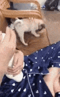 原创搞笑gif:这狗子醋意还挺大,心眼咋那么小呢