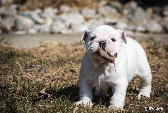 狗为啥吃树叶子 9425378def5642419c98f8ef6d6f1694.jpeg