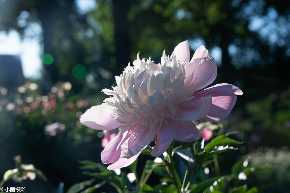 花卉摄影欣赏：花中宰相，跟牡丹有点像，是花中品格的典范_搜狐网