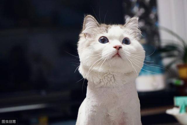 夏天猫咪掉毛,要不要剃毛呢?养猫误区 铲屎官一定要注意