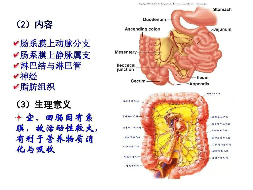 【解剖】腹膜及腹膜腔(经典讲解汇总)_肠系膜