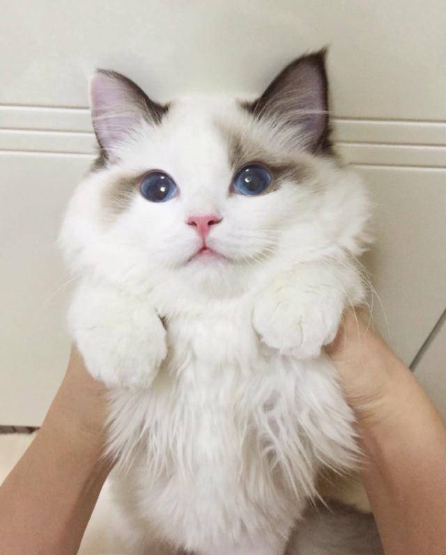 世界上还有纯种布偶猫吗?