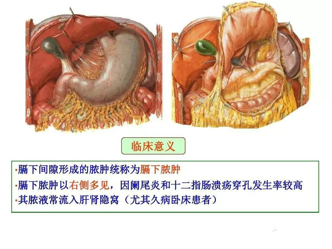 【解剖】腹膜及腹膜腔(经典讲解汇总)_肠系膜