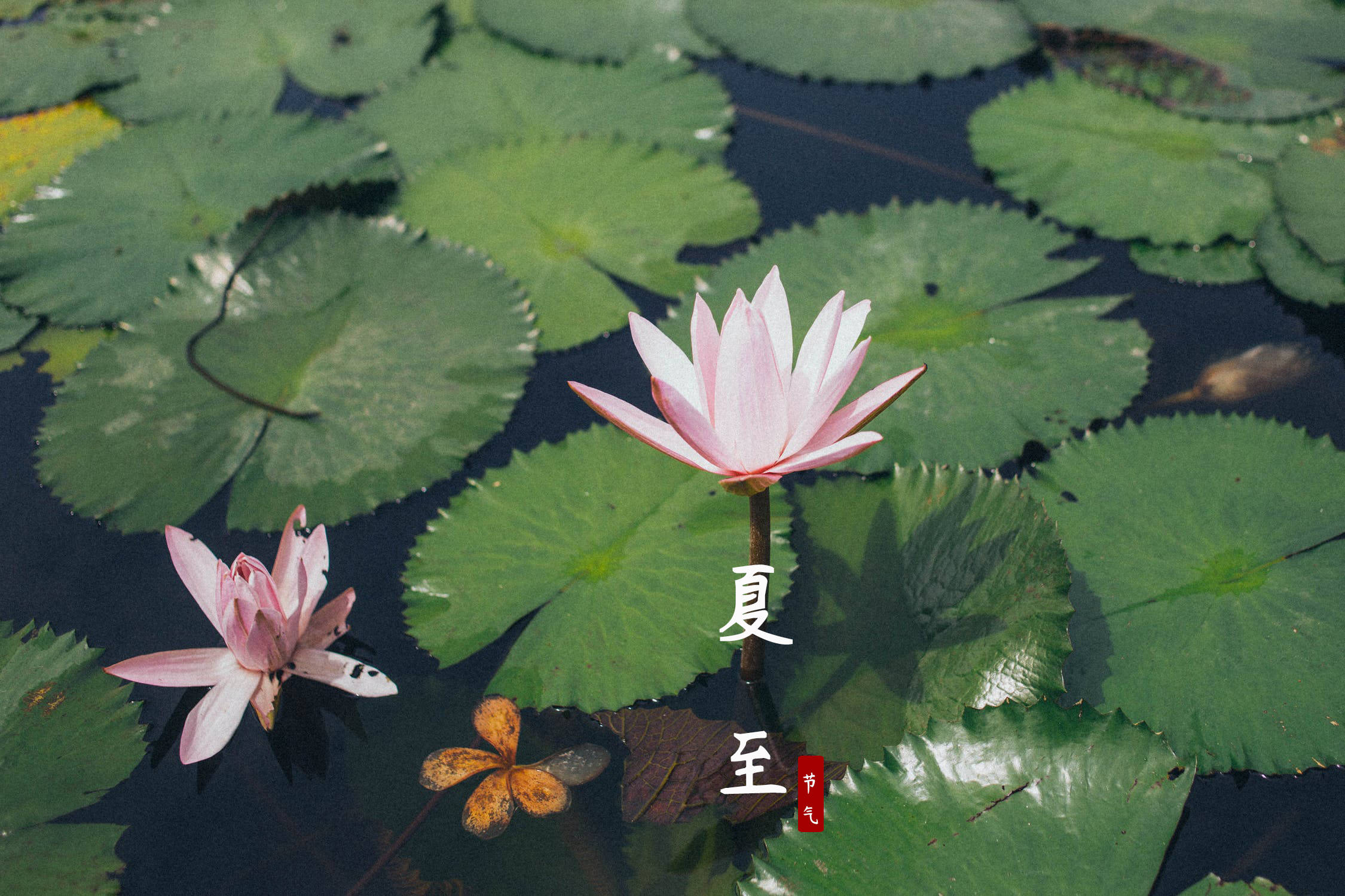 6月21日夏至:吃什么?做什么?
