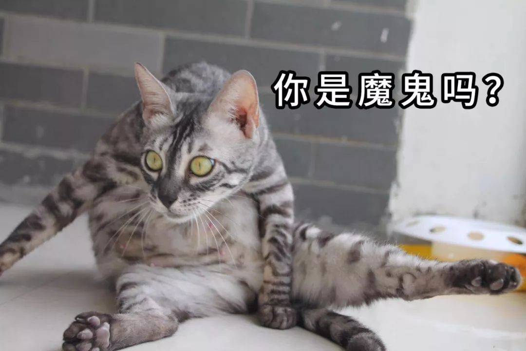坐庄诈骗 疯狂收割！刚刚 直接闪崩30%！股民一片