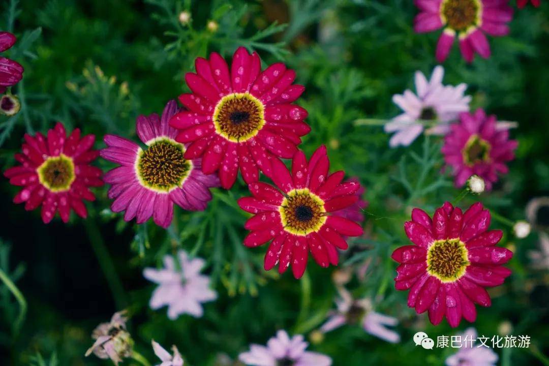 (图中花名依次为:木茼蒿,金鸡菊,石竹,万寿菊,虞美人,马兰,金鱼草)