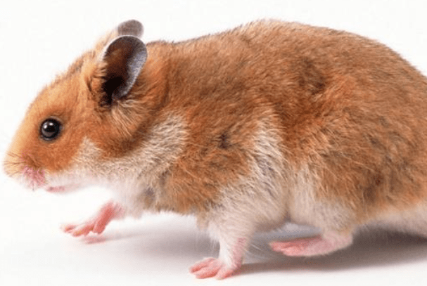 鼠是什么年份出生的 ecde10a04bfe4bddb23e4677485a1074.png