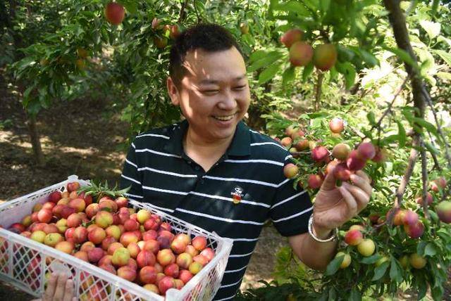杞县:小小红李子,结出致富果_手机搜狐网