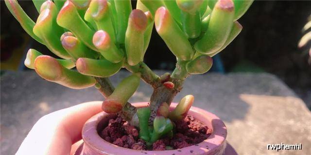 多肉怎么养才能变得更加美丽 d08aed5b16824e3caf8f59bf73740010.jpeg