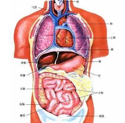 3 腹部是人体五脏六腑的集装箱 包括脾,胃,肝,胆,肾,膀胱,大肠,小肠