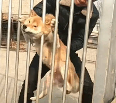 柴犬被护栏卡住主人的营救方式让狗子不淡定了汪你是魔鬼吗