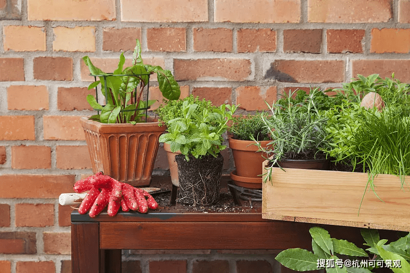 盆栽花园打造 5eafbbadf55d44b2b77f783530157dde.png