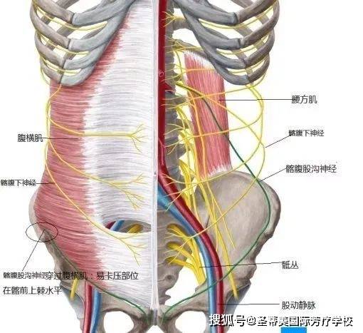 股外侧皮神经是单纯的感觉神经,起自l2-l3神经根,自腰