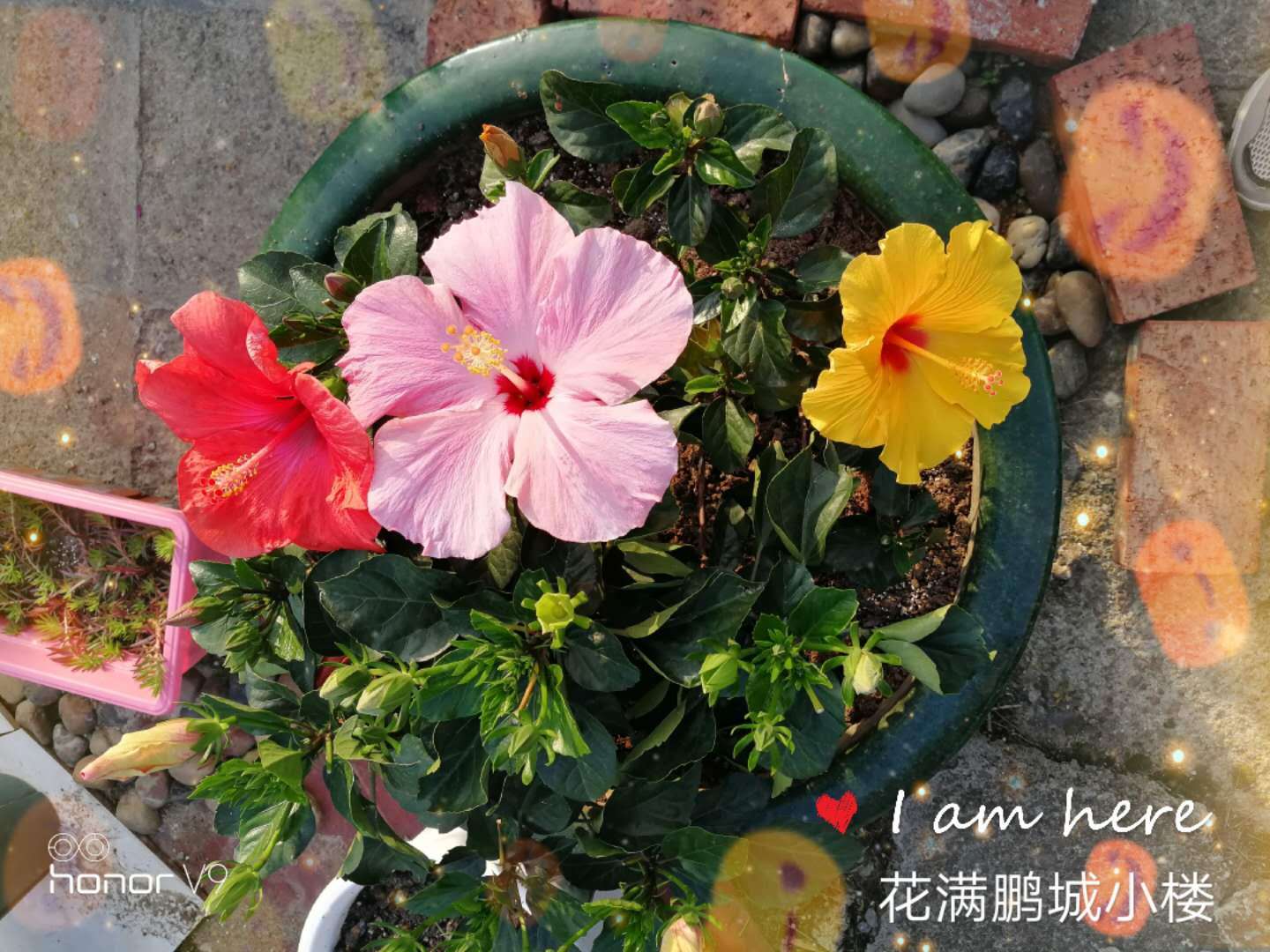 朱瑾花,又名扶桑花,是世界名花,花朵硕大,花型优美,花色艳丽,品种