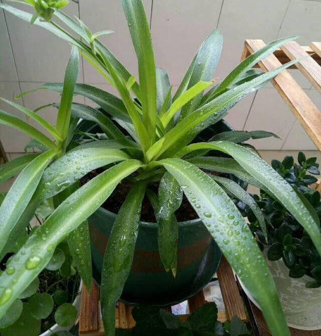 怎么养花不黄叶不烂根 116092c075c6436899594856b64493fb.jpeg