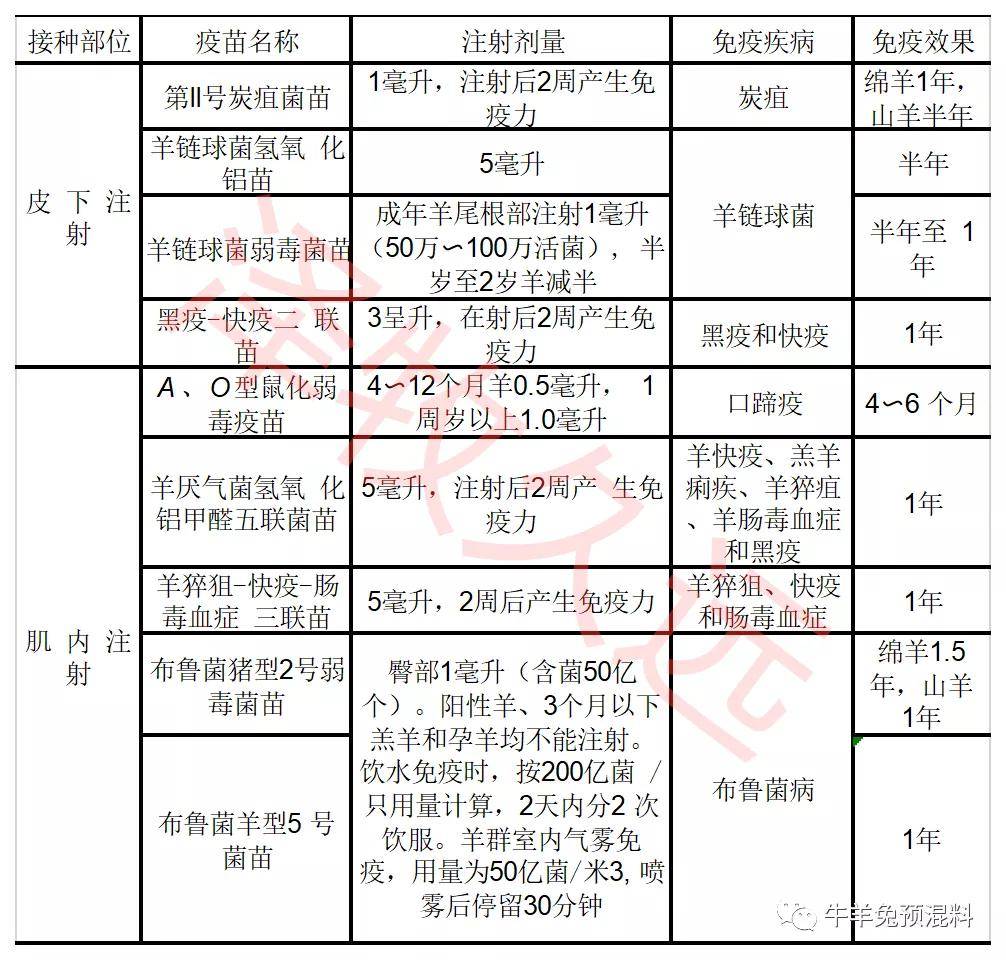 羊羔,成年羊免疫程序清单!四张图一目了然