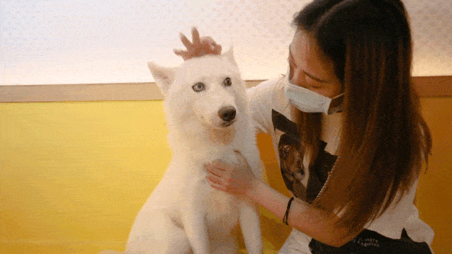 壁纸 动物 狗 狗狗 638_359 gif 动态图 动图