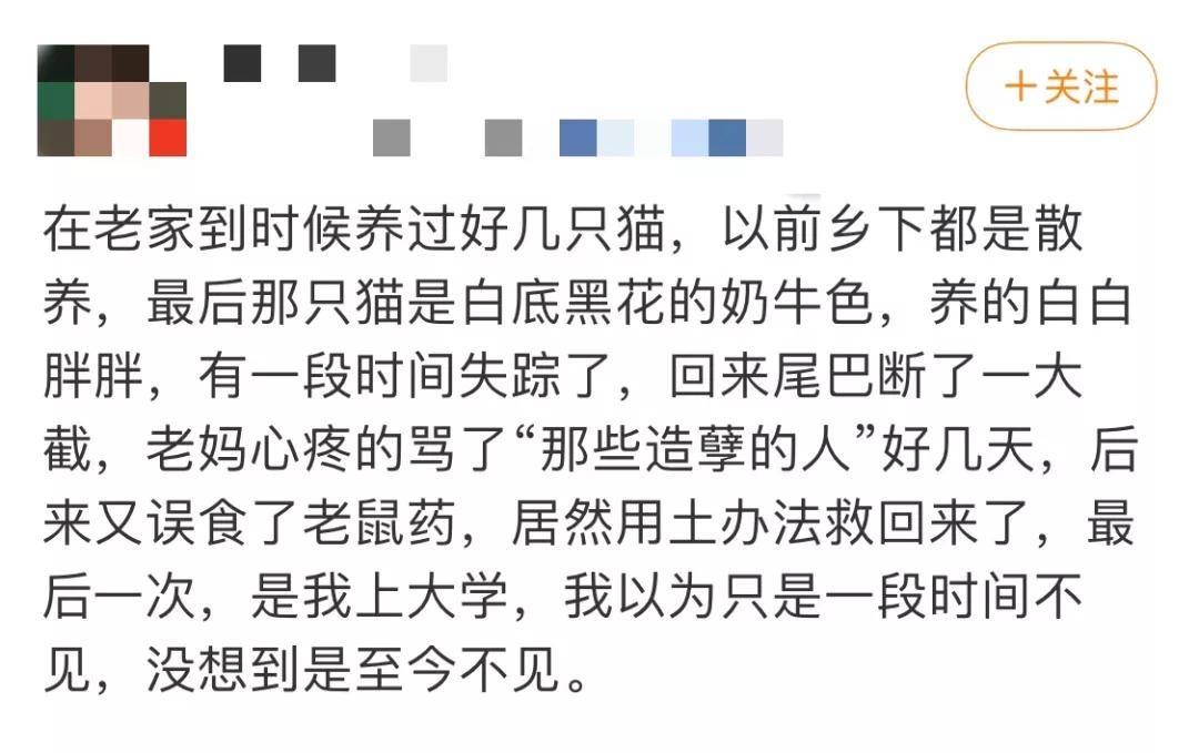 流浪猫鲍勃并非老死，而是死于车祸！