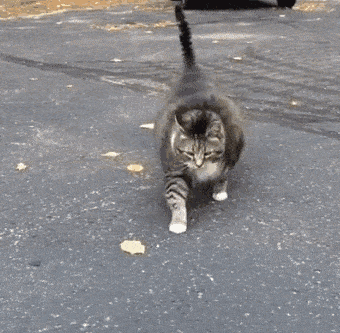 导致猫咪逐渐肥胖,不知道的还以为 养的是