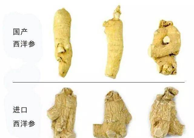 花旗参和西洋参有什么区别中医 f41dee1b342f48a89735af270e48b3d1.jpeg