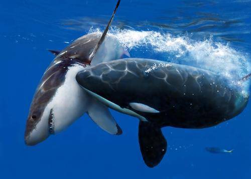 虎鲸为什么只吃大白鲨的肝脏,而不吃它们的肉?