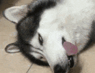 融化的小表情,卖萌,比如伸舌头,这样的↓ 图|网络 在吐舌头的加持下