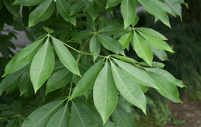 筑邦美植|春看新叶,夏赏花.—七叶树