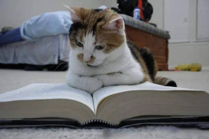 每日一笑:如果猫也看书,那它应该看什么样的书呢?