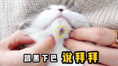 猫咪有黑下巴怎么办?请收好这份最"快速"治愈指南
